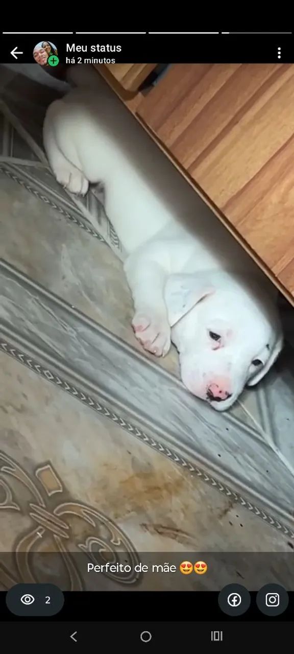 Cachorro  - Foto 5