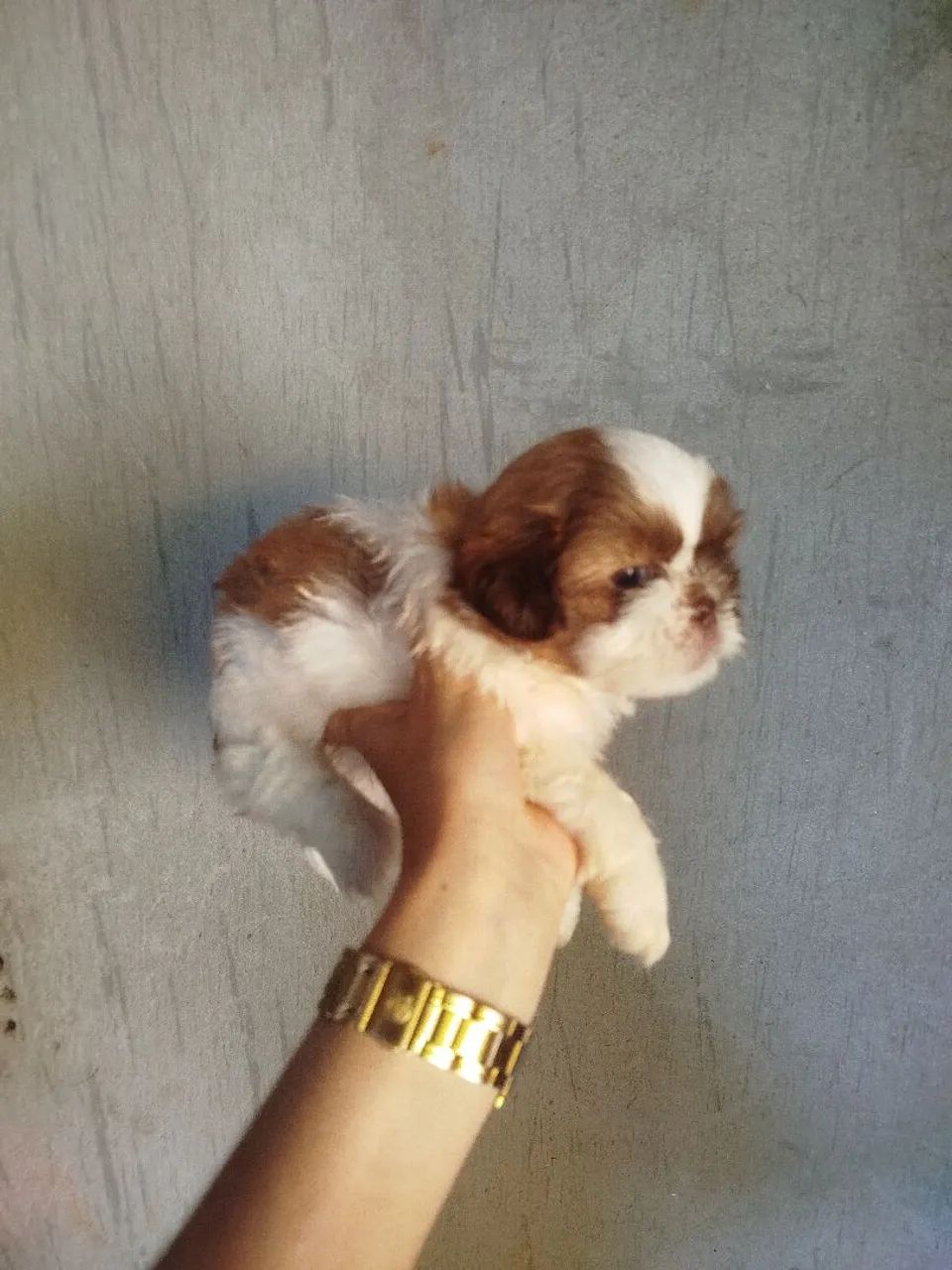 Cachorro Shitzu  - Foto 3