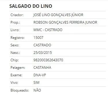 Cavalo Mangalarga Castrado Registrado - Foto 3