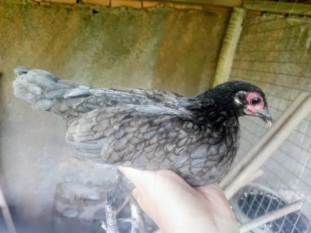 Galinha Garnize  - Foto 2