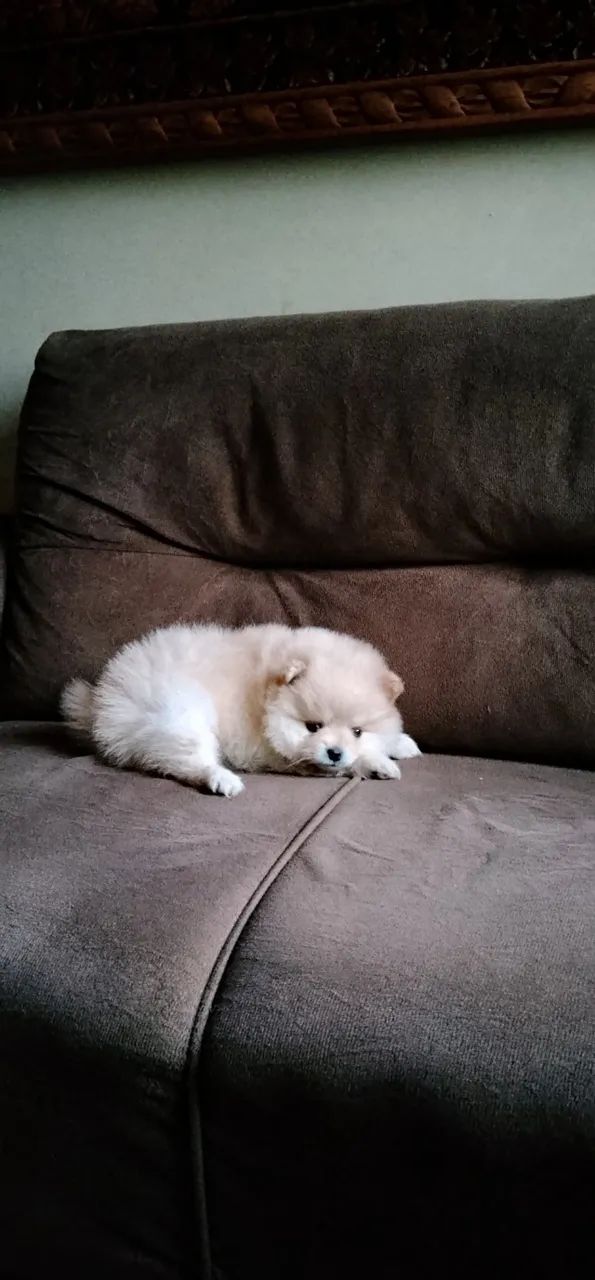 Spitz alemão macho  - Foto 2