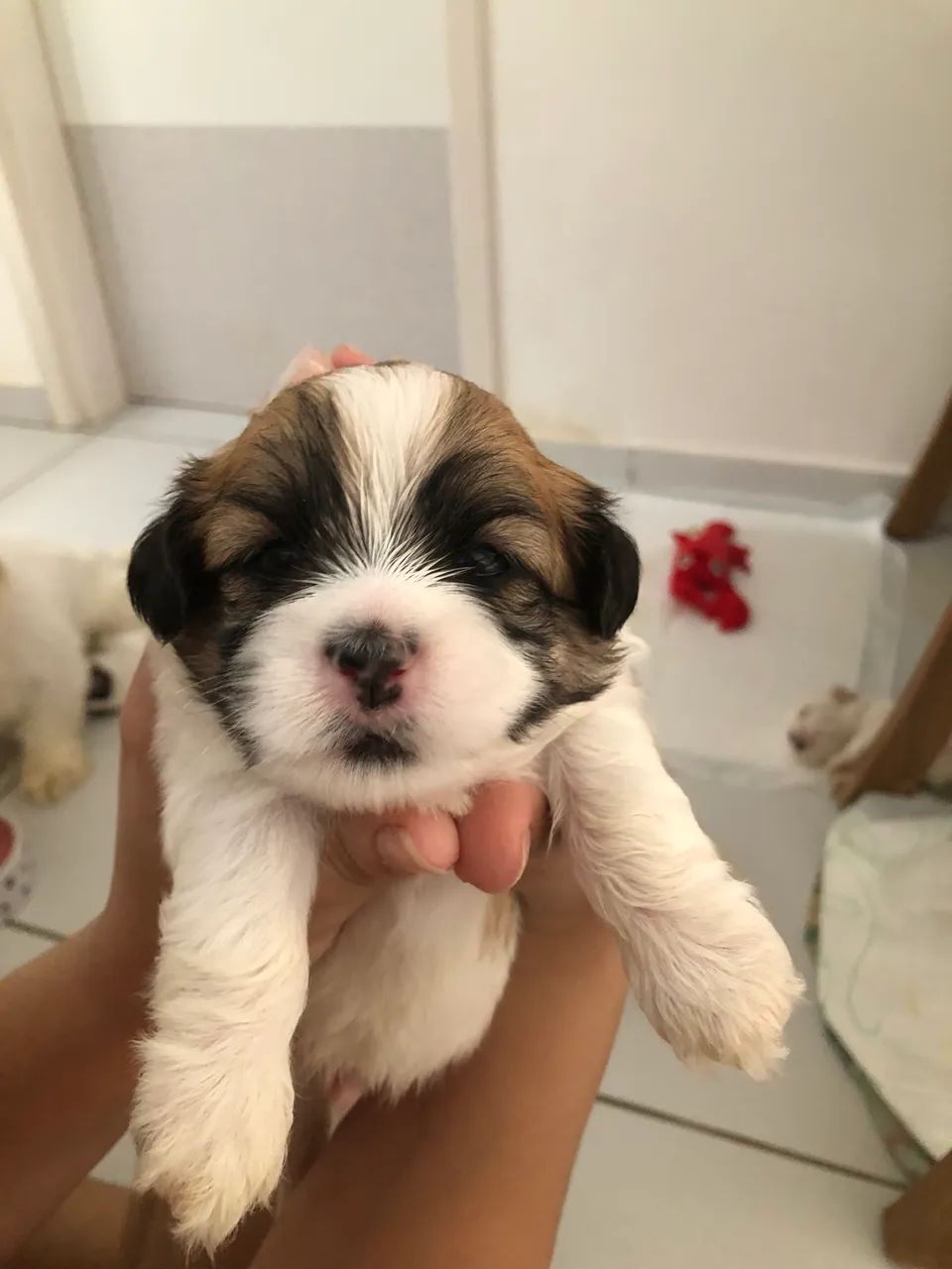 Lhasa apso