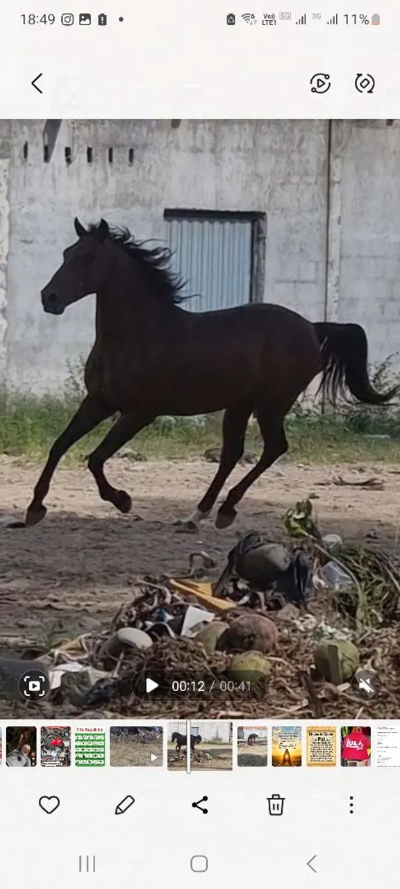 Cavalo de passeio - Foto 2