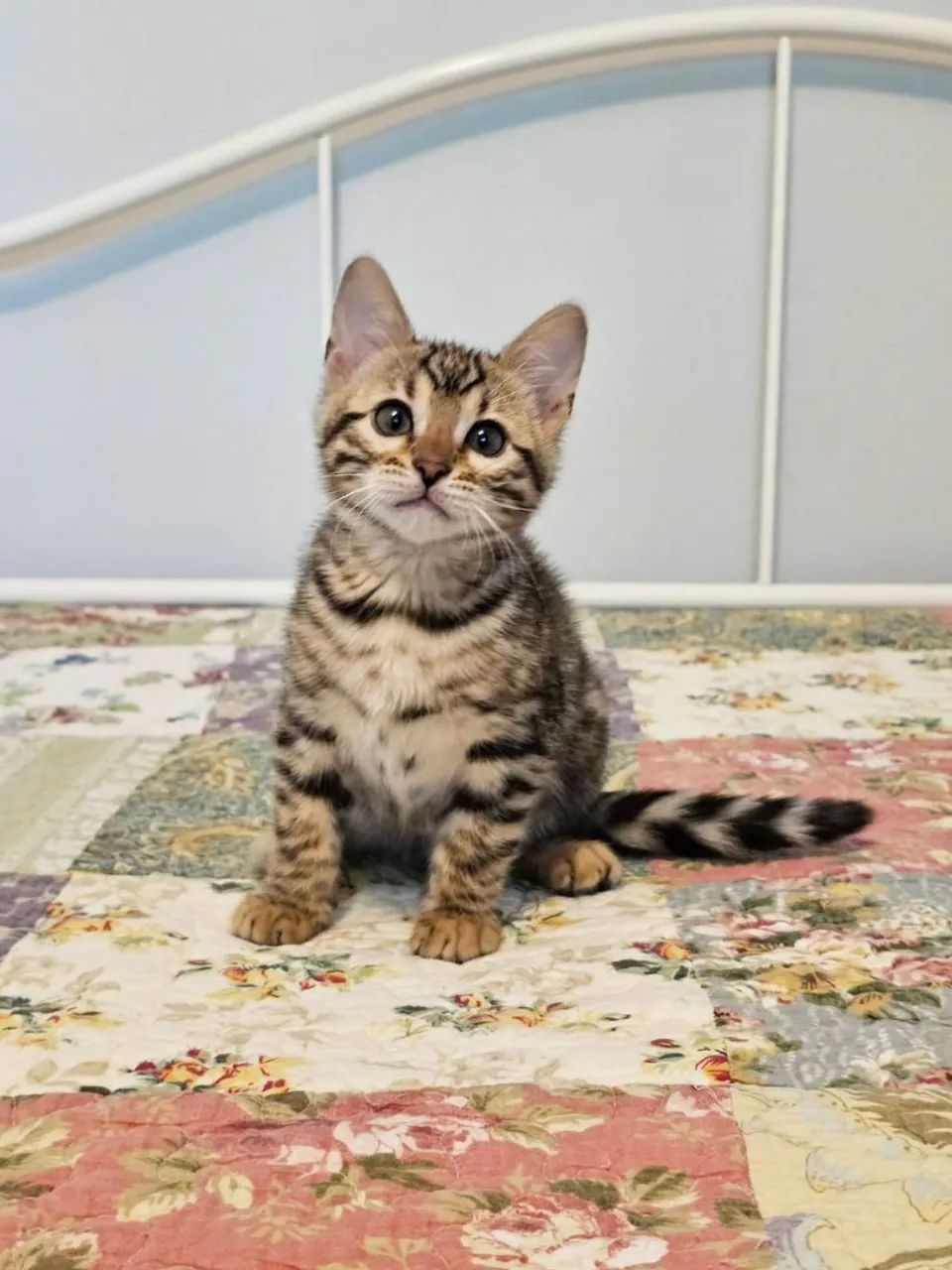 Bengal Cat  - Foto 2