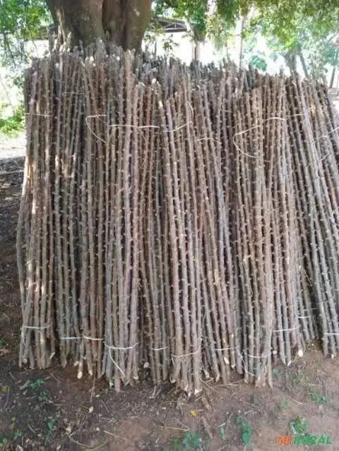 Caixa de Mandioca Amarelinha Super Macia Tenho Manivas Mudas Também - Foto 3