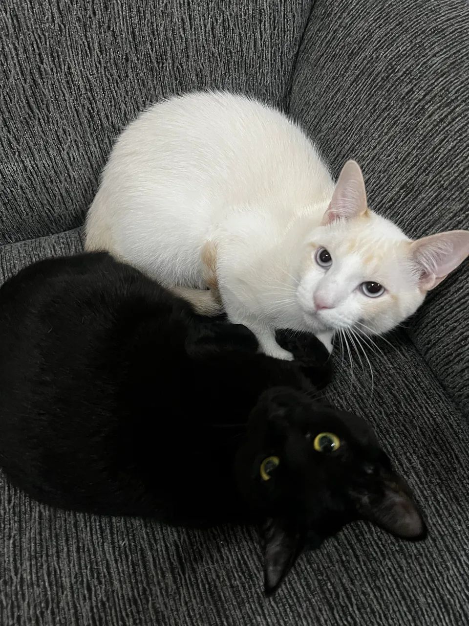 Gato branco macho e gata preta fêmea