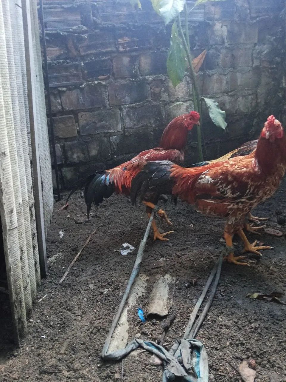 Frango/galo  - Foto 4