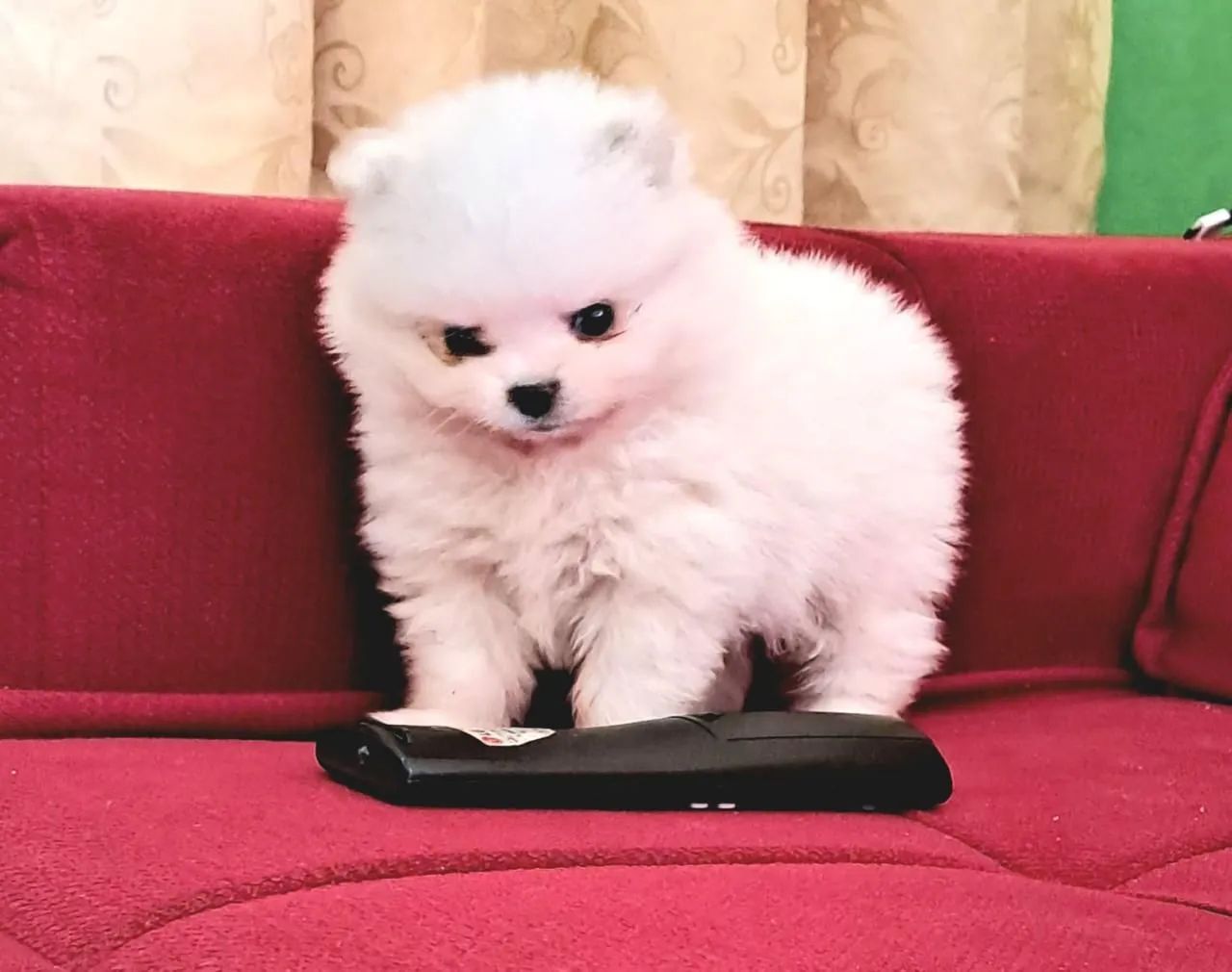 Spitz alemão filhote 