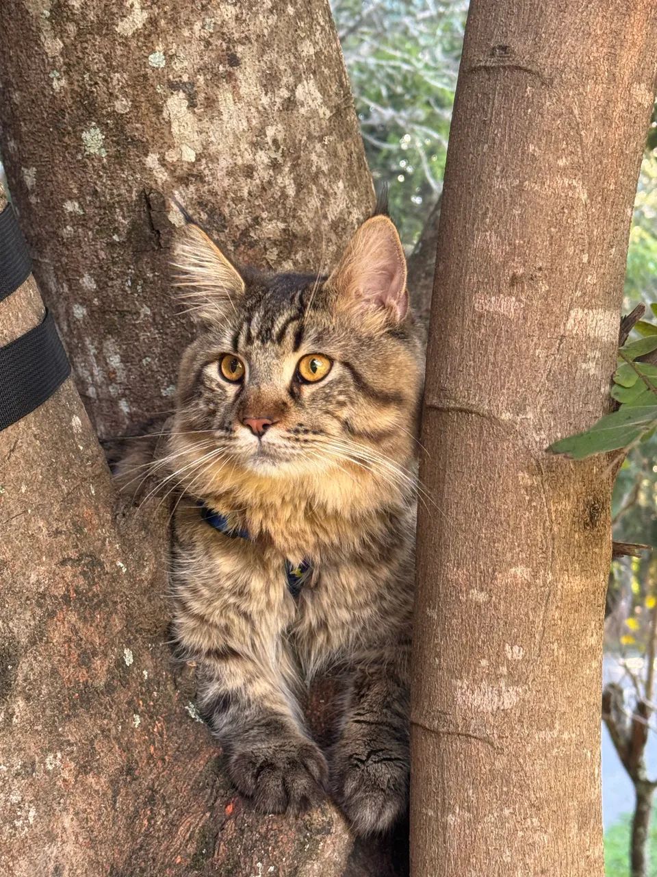 Maine coon - Foto 3