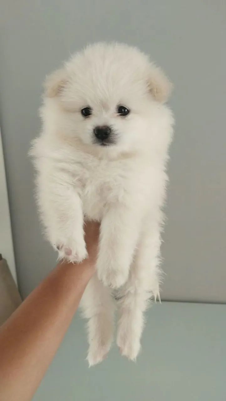 Spitz alemão Filhote 