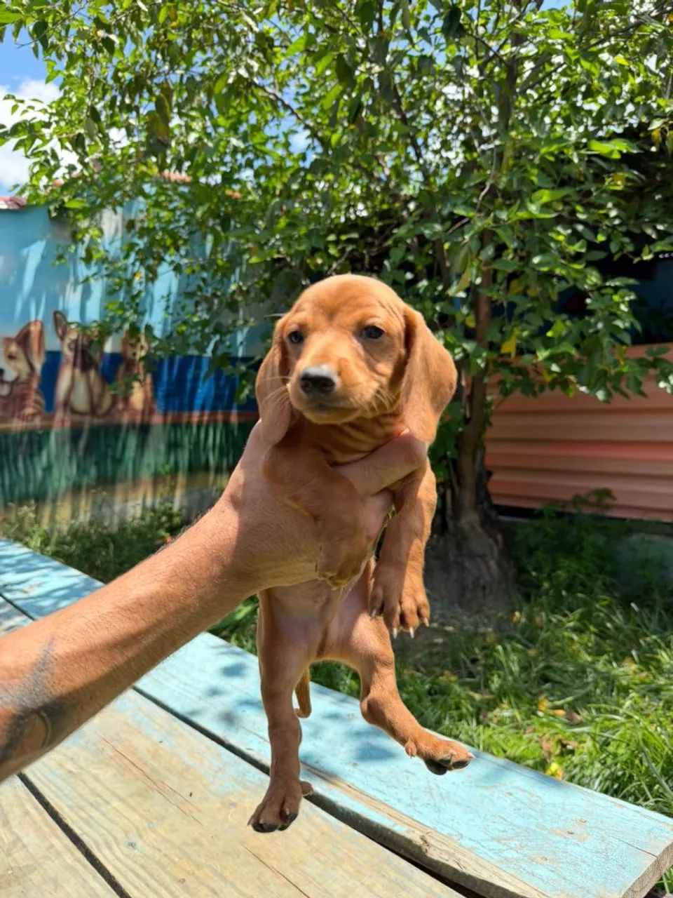 Basset  - Foto 3