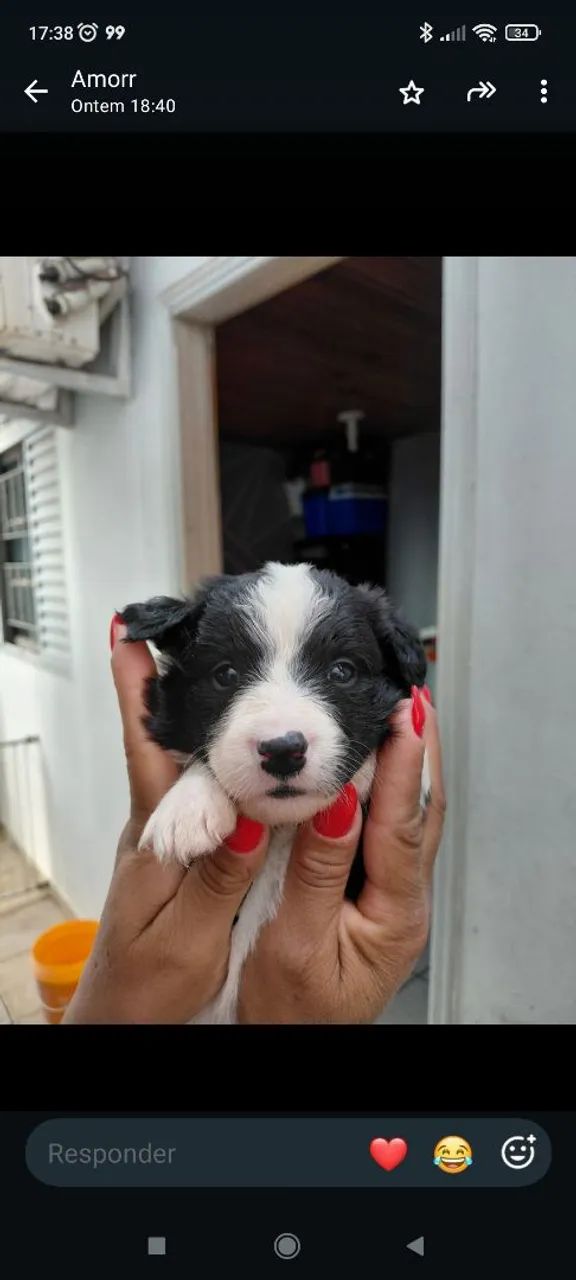 Border Collie  - Foto 5