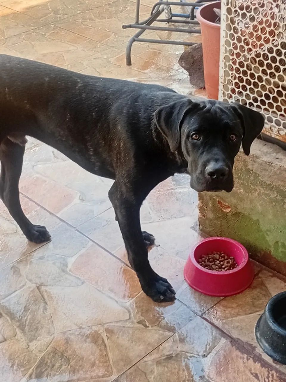 CANE CORSO