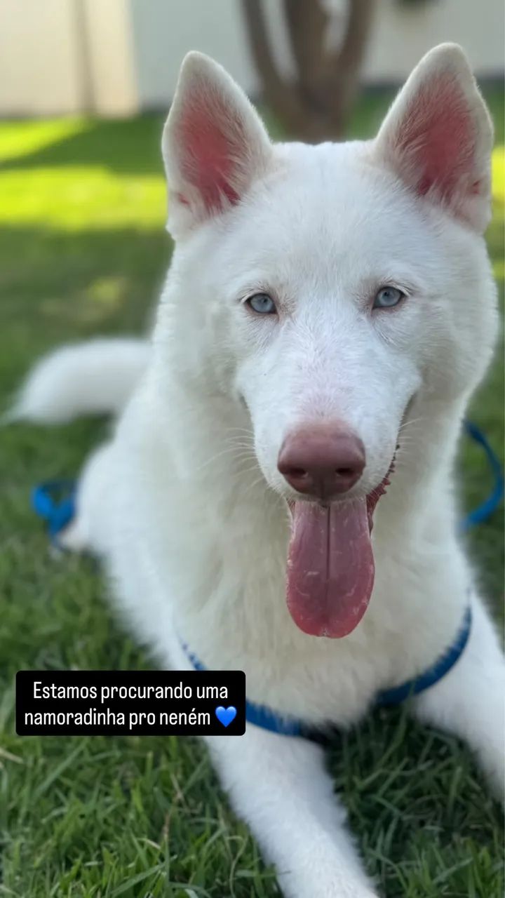 Procuramos uma namoradinha 