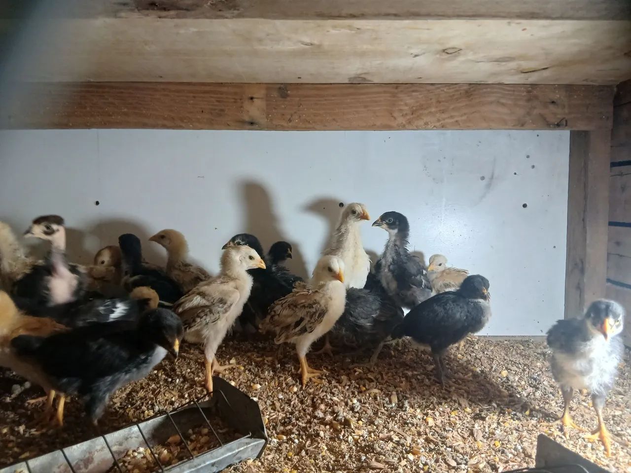 Pintinhos caipira  - Foto 4