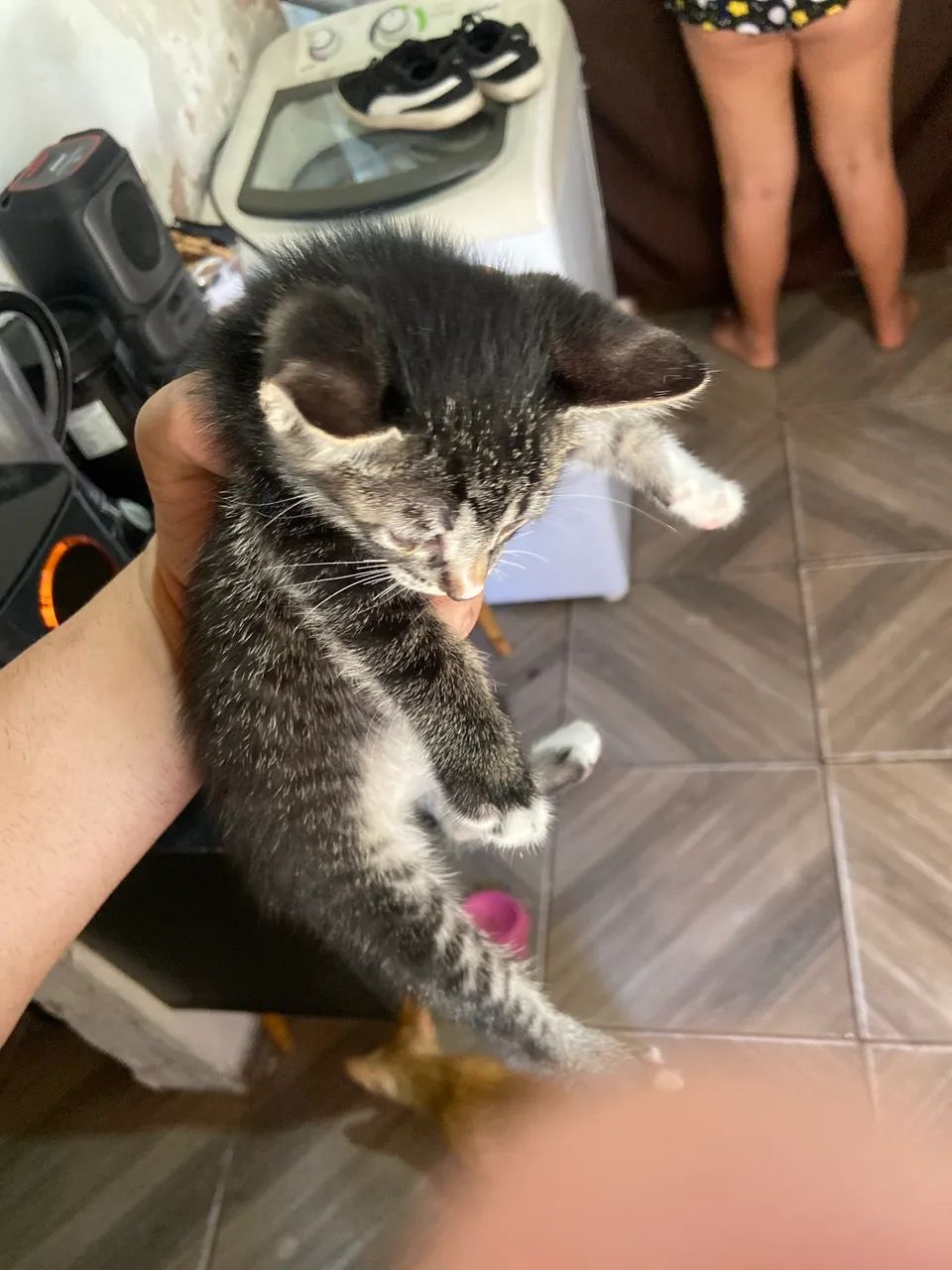 Gatinho para doação  - Foto 2