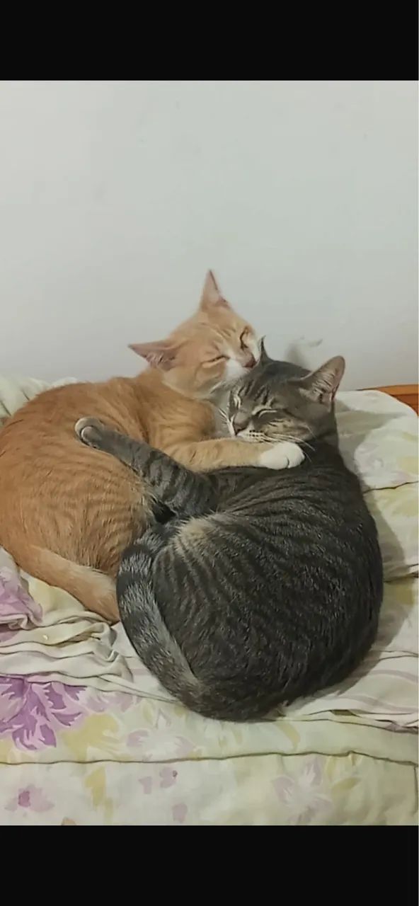 Gatos macho  - Foto 5