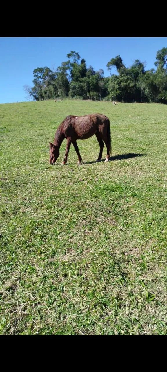 Cavalos  - Foto 3