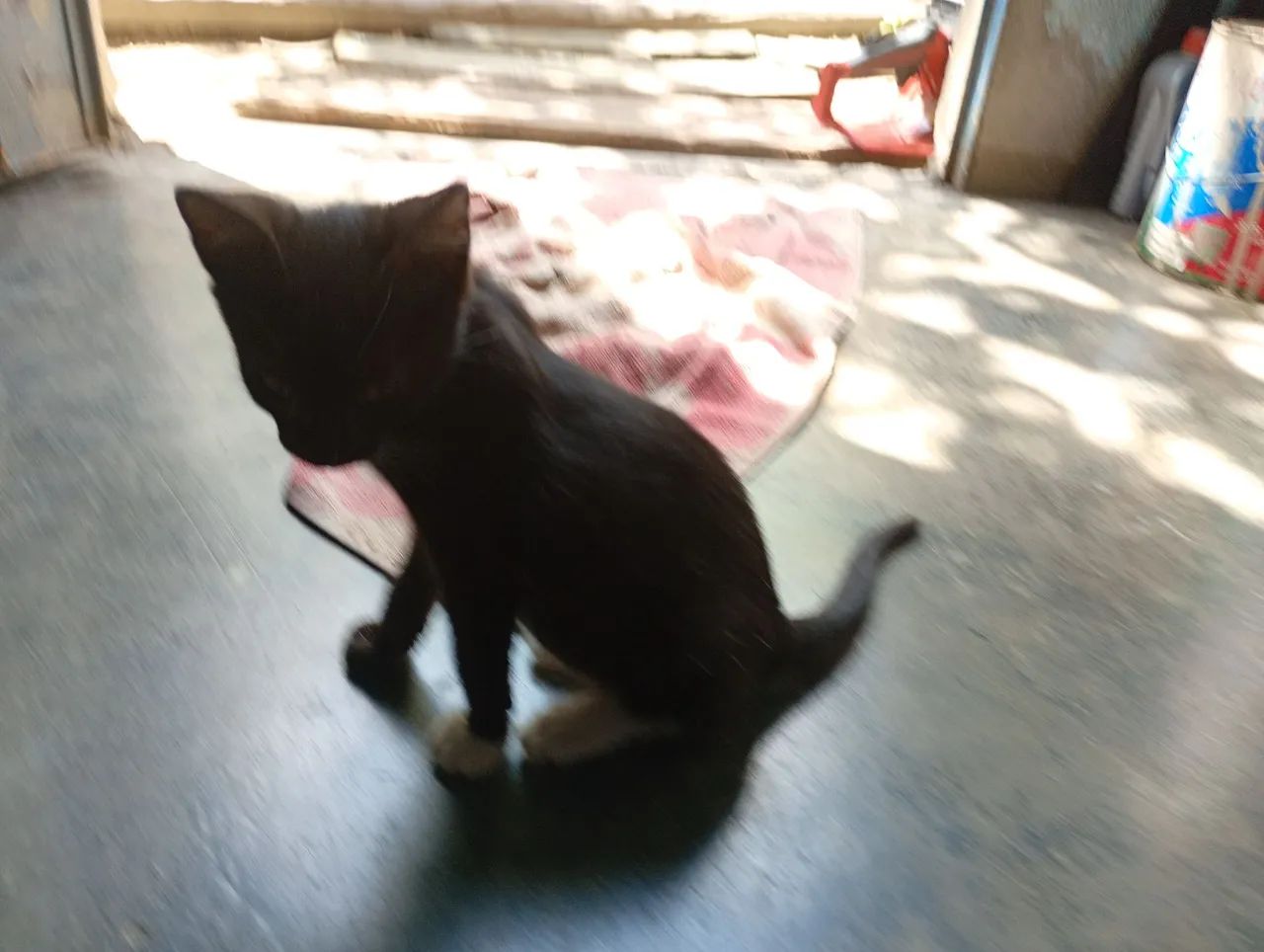 Gatinha para doação  - Foto 4