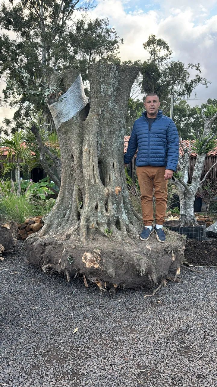 Oliveiras centenárias brotadas  - Foto 6