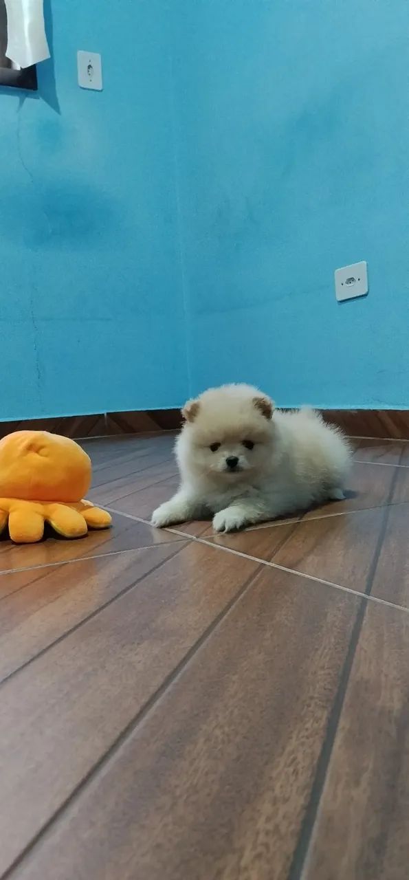 Spitz alemão macho  - Foto 3