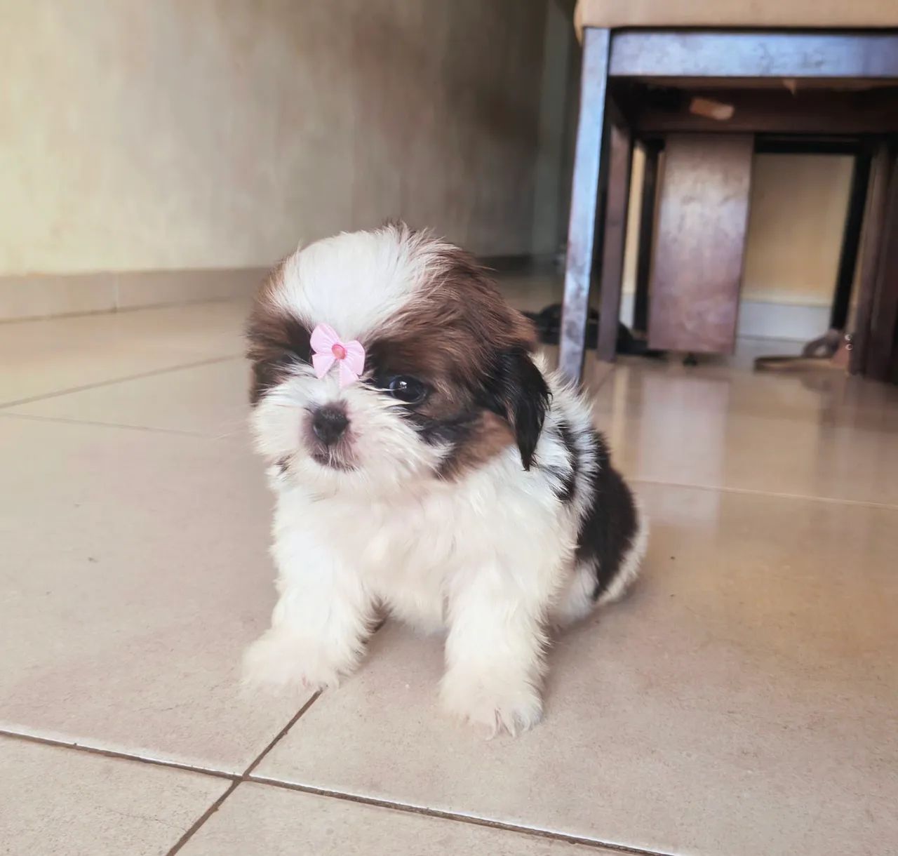 Shih Tzu Fêmea Micro
