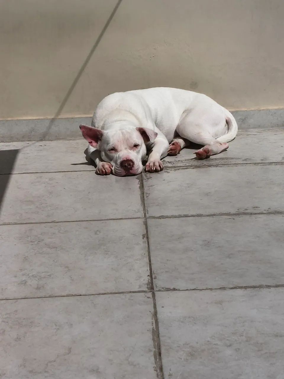 Doação Pitbull dócil
