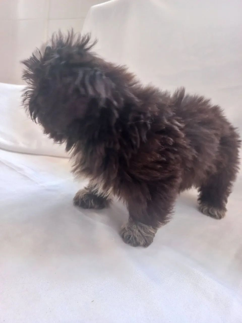 Shitzu mini - Foto 5