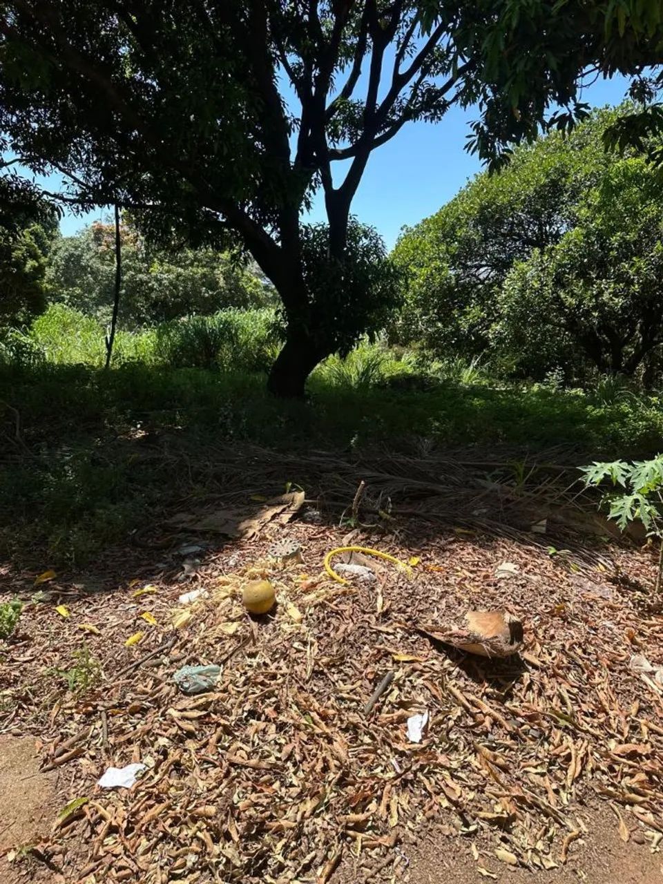 Excelente Lote - Garças - Foto 3