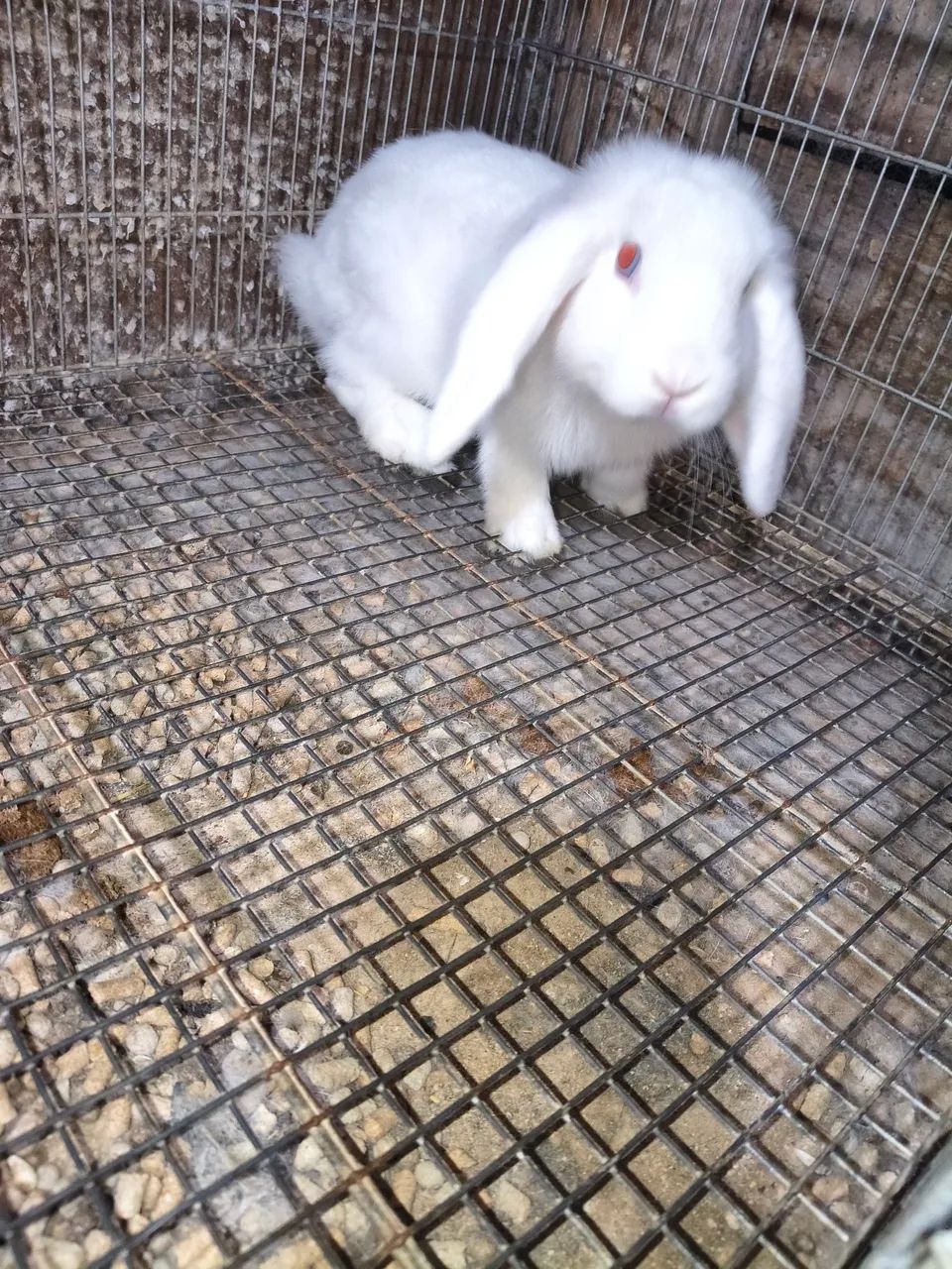 Rabbits435653744662958085