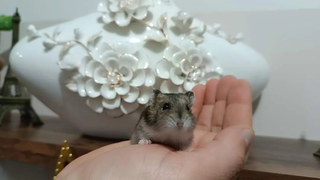 Hamster Anão Russo  - Foto 2