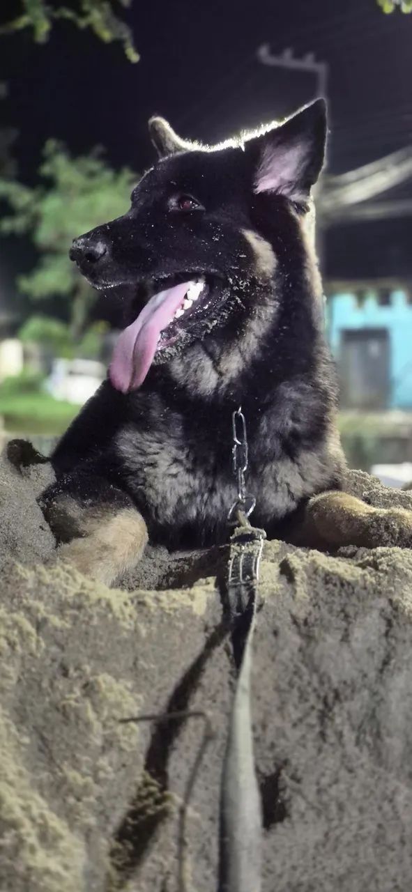 Cadela disponível para ser coberta - Foto 4