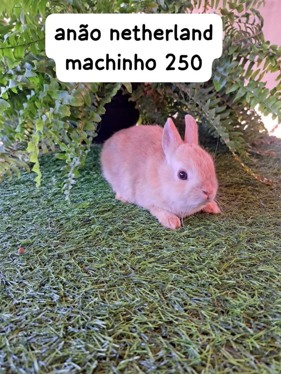 mini coelhos diversas cores e raças disponíveis 