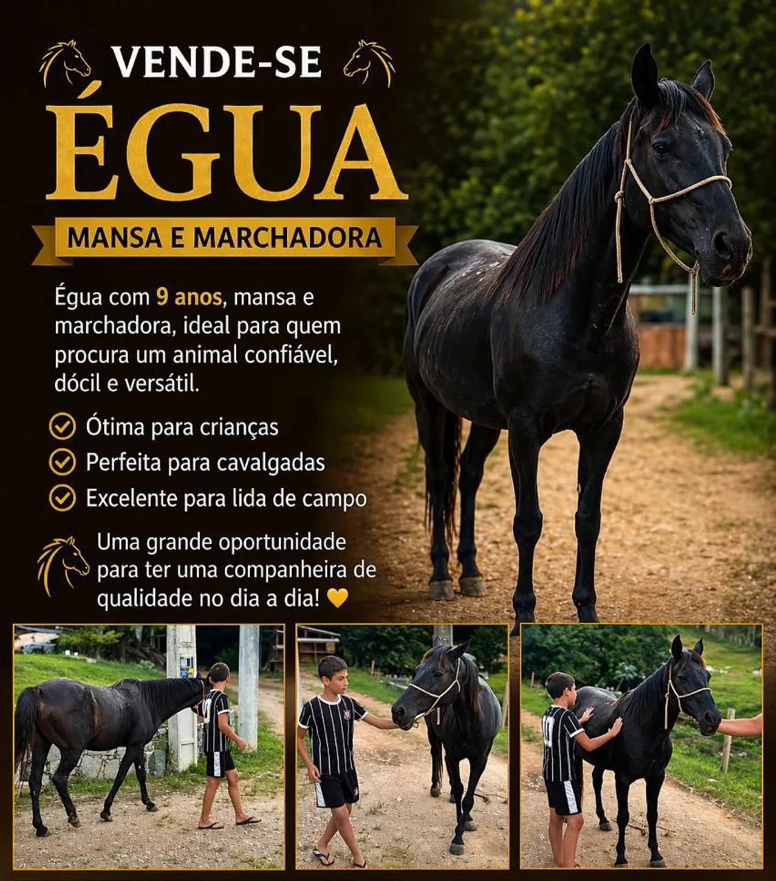 Vendo linda égua mansa e domada  - Foto 3