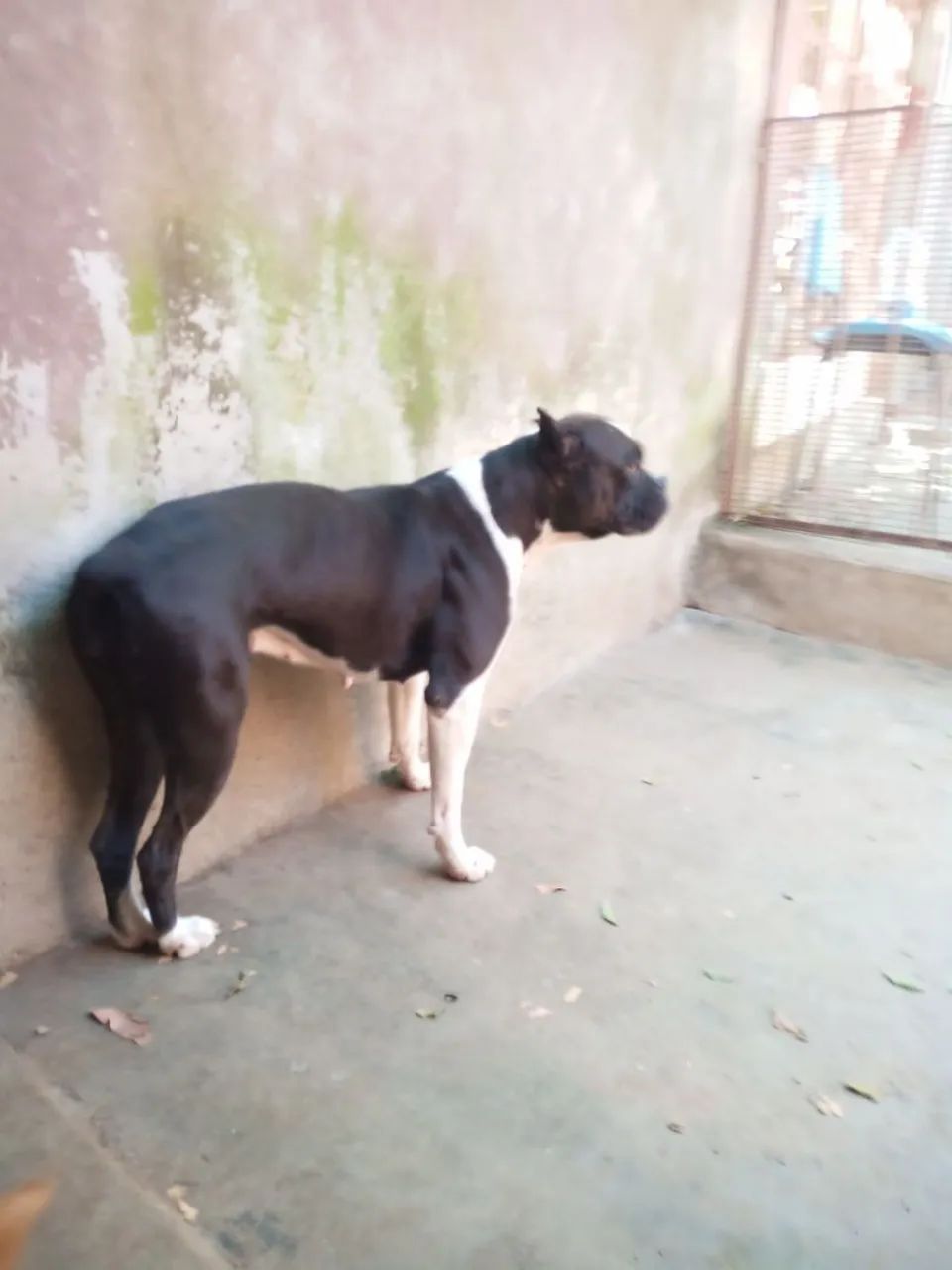 Casal do Bulldog  - Foto 5