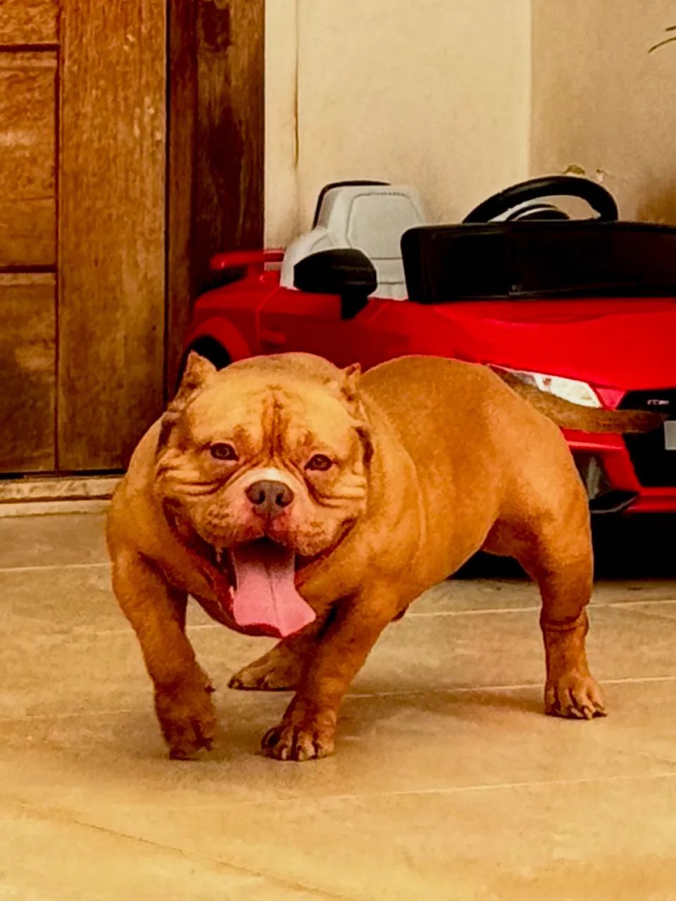 Macho American Bully Micro  - Foto 3