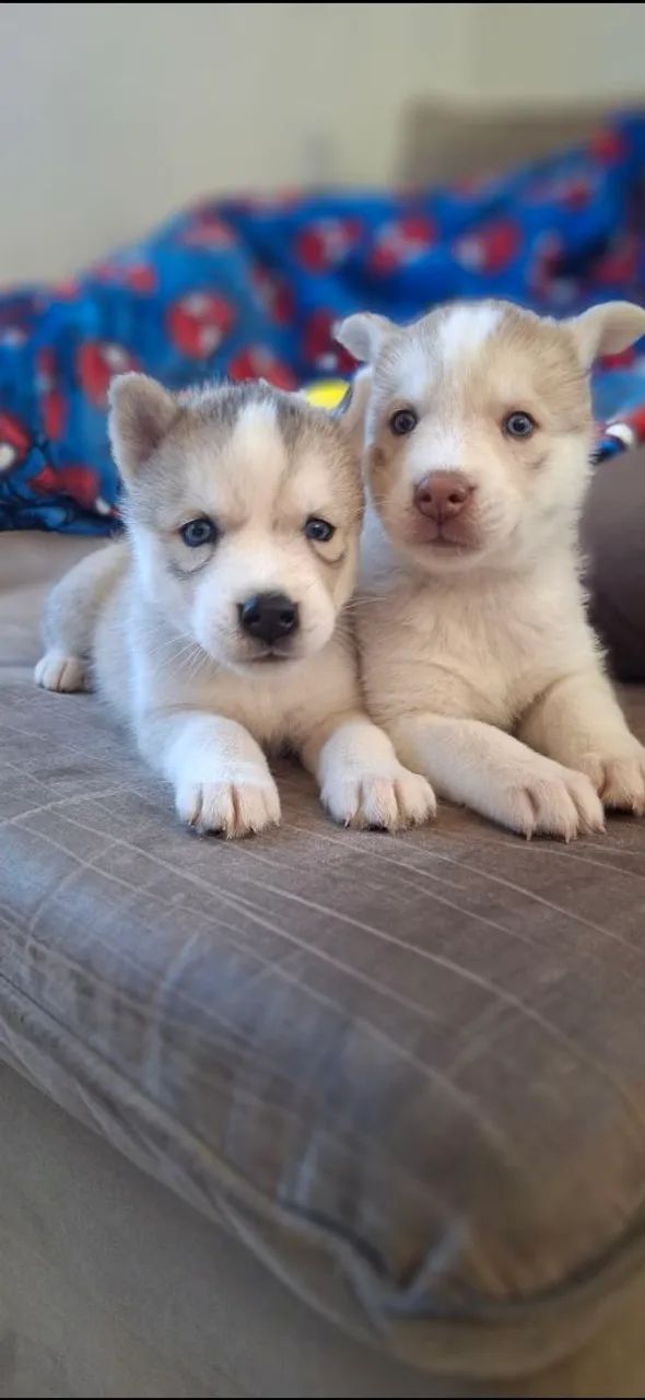 Filhotes de husky siberiano  - Foto 4