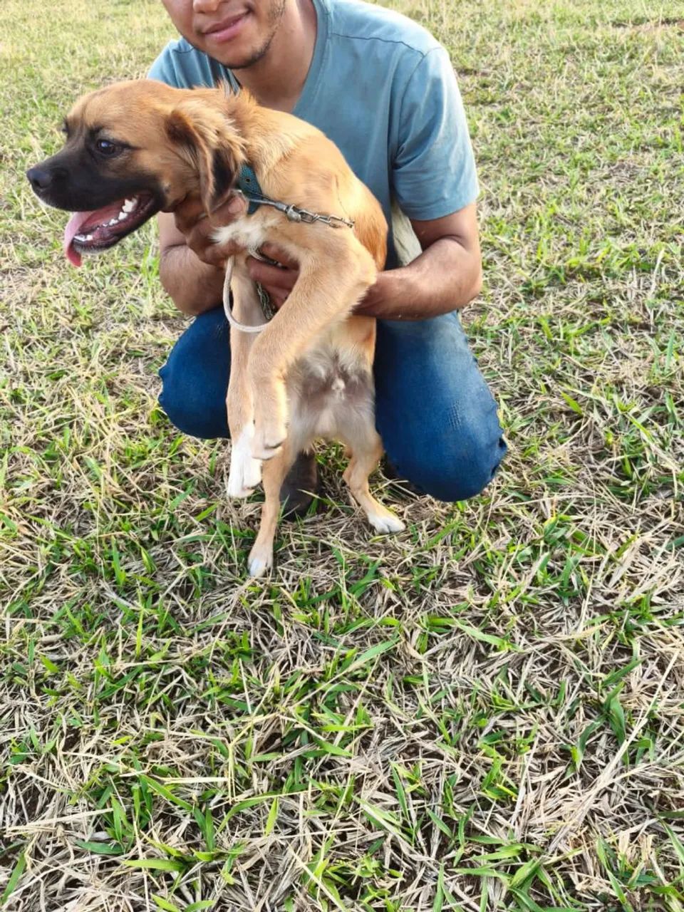 Doação cachorro macho  - Foto 4