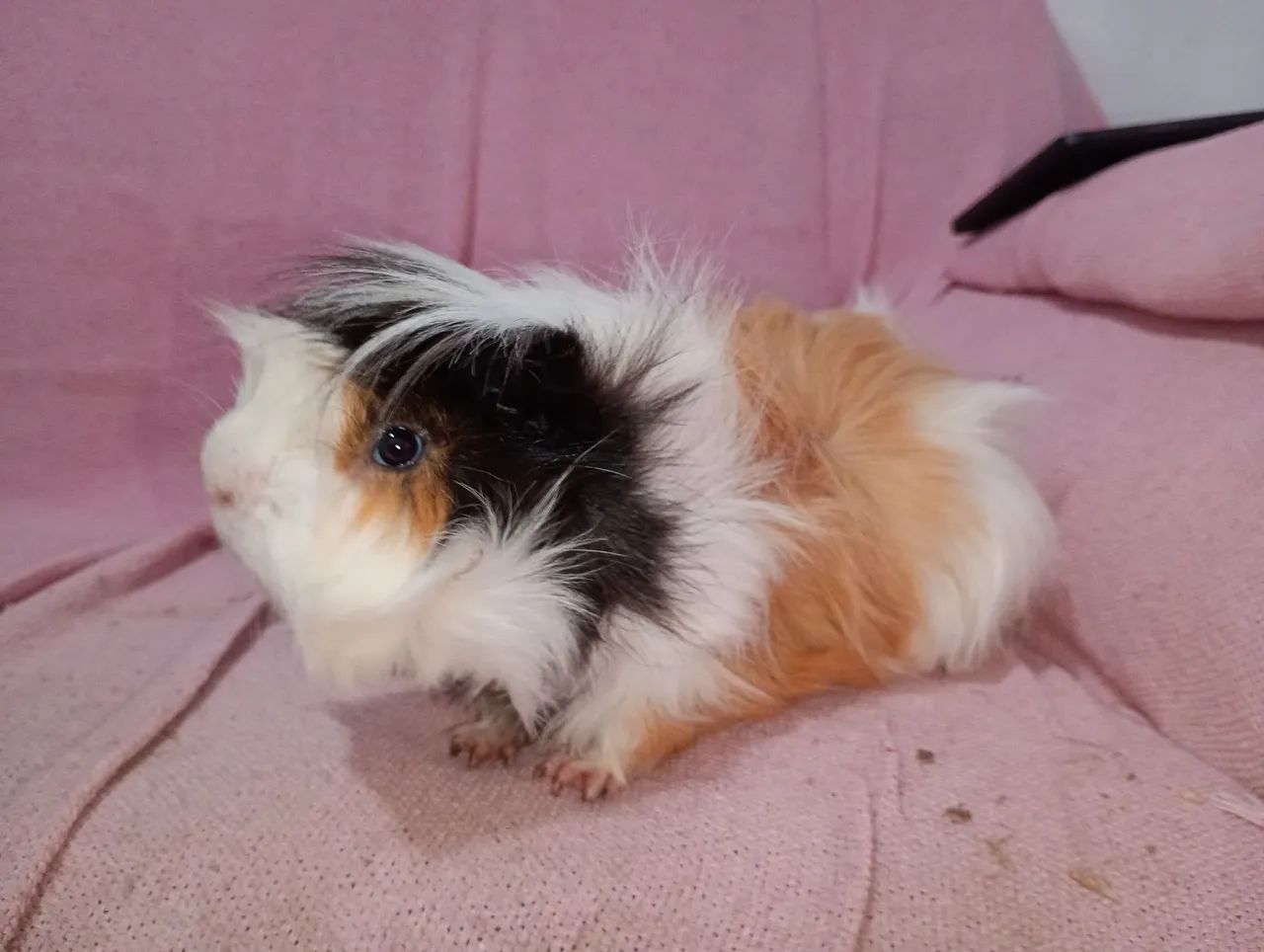 porquinho da índia macho peludo 