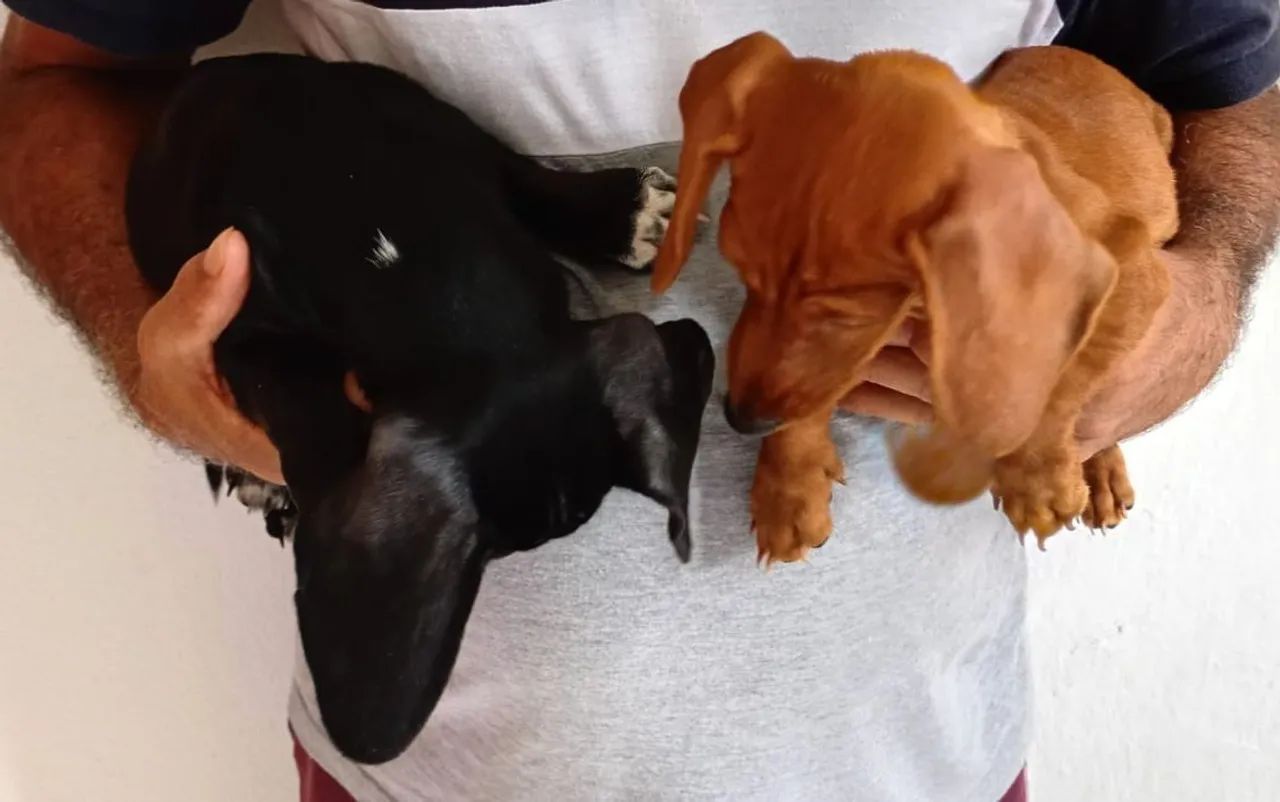 Vende se lindos filhotes de Dachshund mas conhecidos como salsichinhas!! - Foto 2