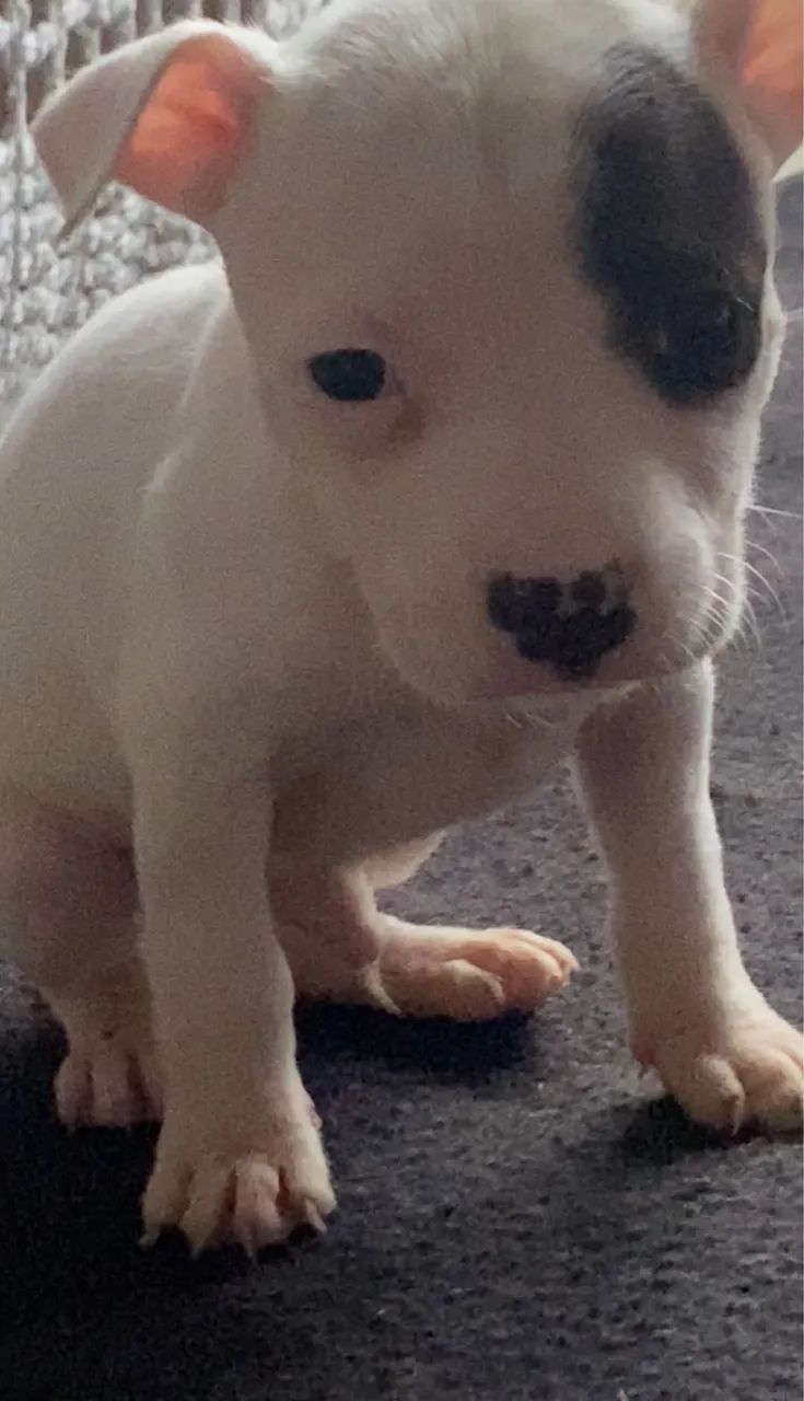 Filhotes de Pitbull. R$400,00 - Foto 2