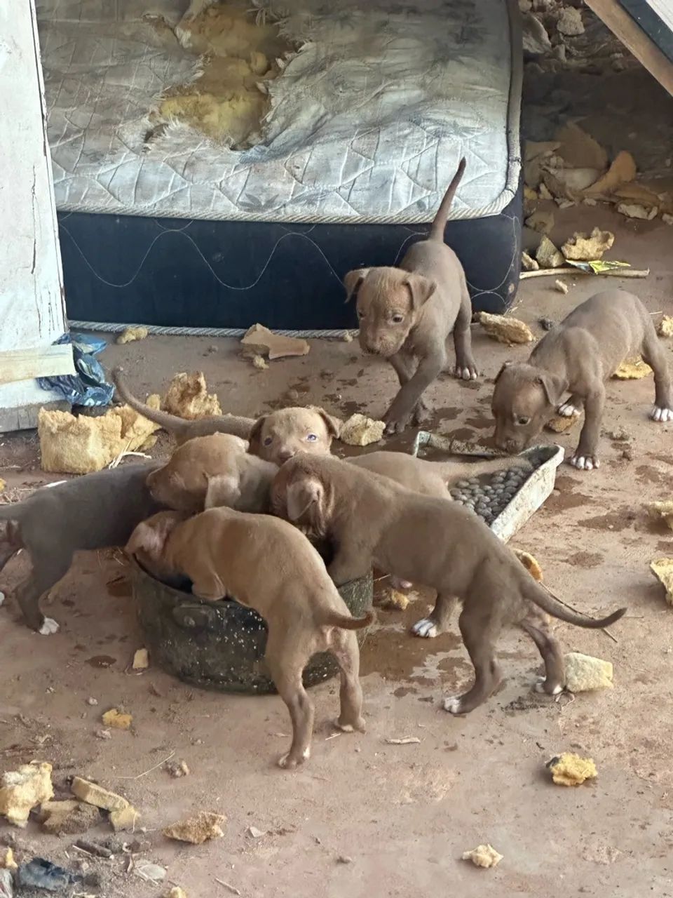 Pitbull  - Foto 2