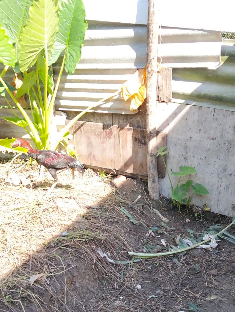 vendo esse frango carioca de ótima qualidade e genética 