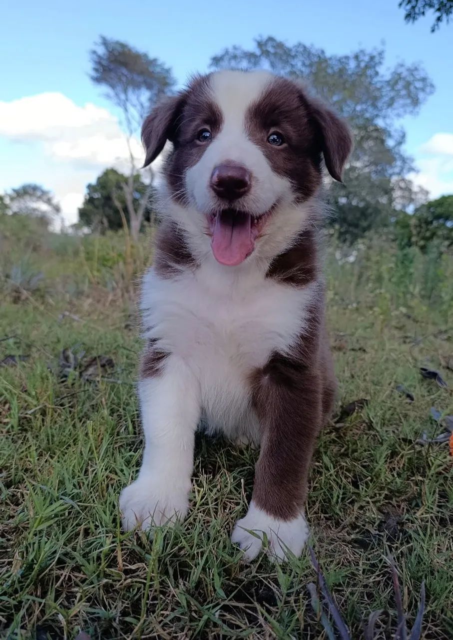 Lindos Border Collie  - Foto 2