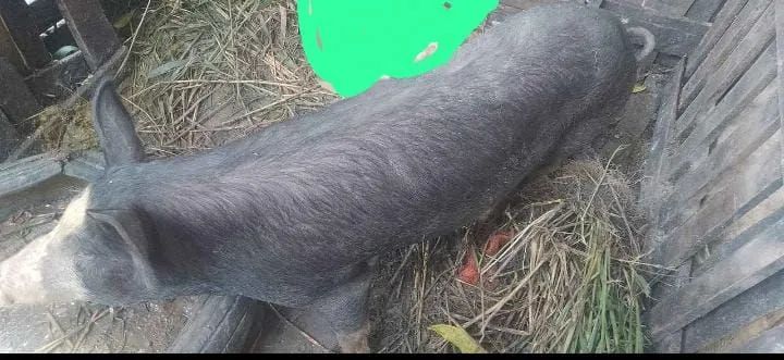 Vendo uma porca matriz pra criação Animal saudável 
