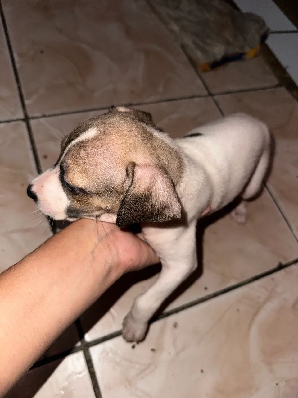 Doação de cachorro