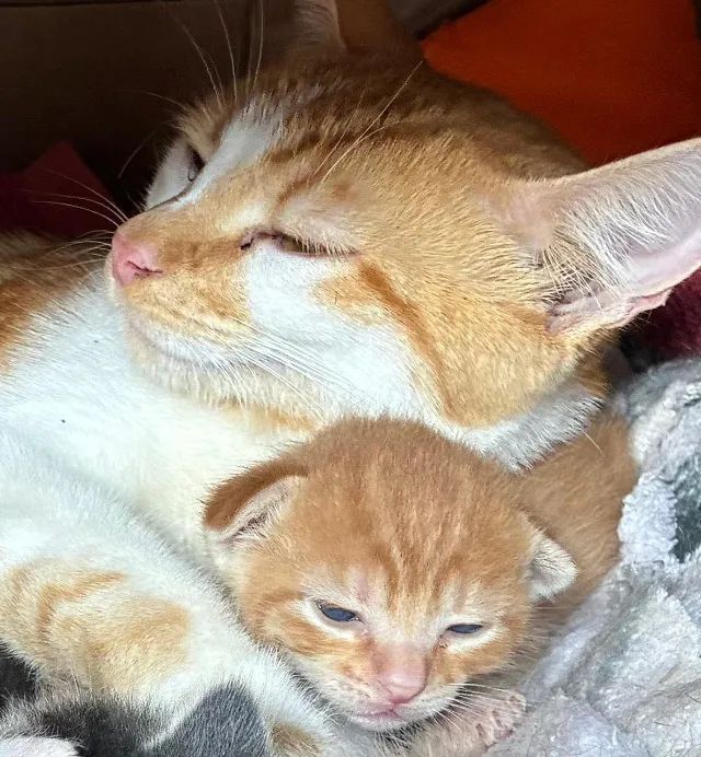 ? ADOTE O SIMBA! ? - Foto 2
