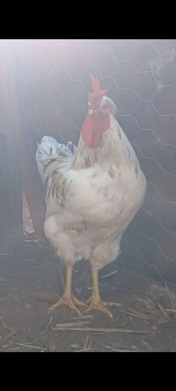 Frangos balão não entrego retirar no local