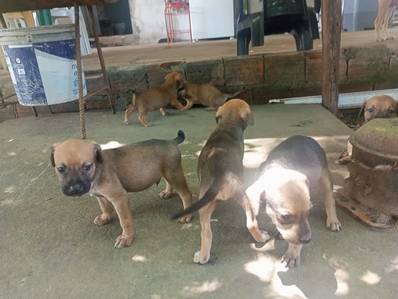 Doguinhos com 1 mês machos  - Foto 4