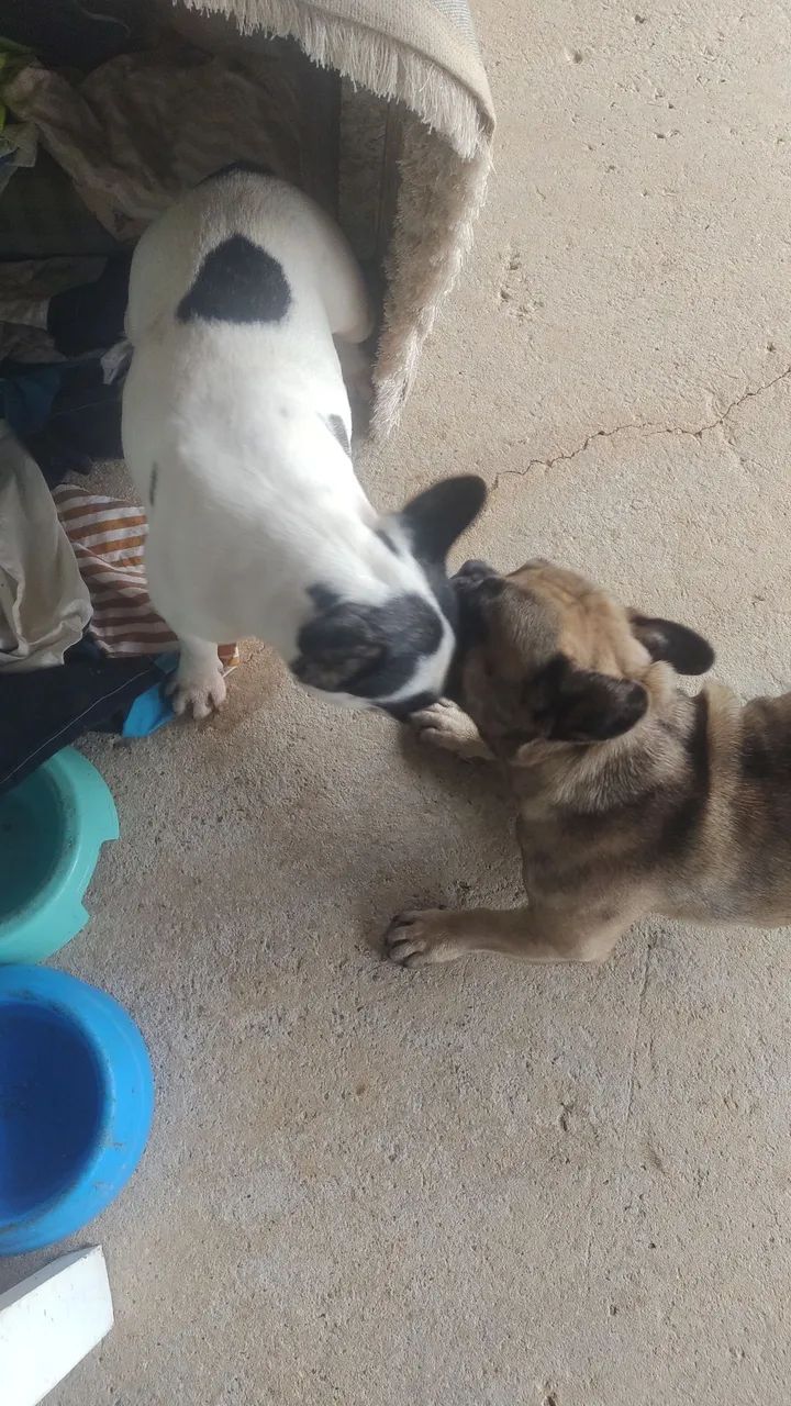 Buldogue francês  - Foto 2